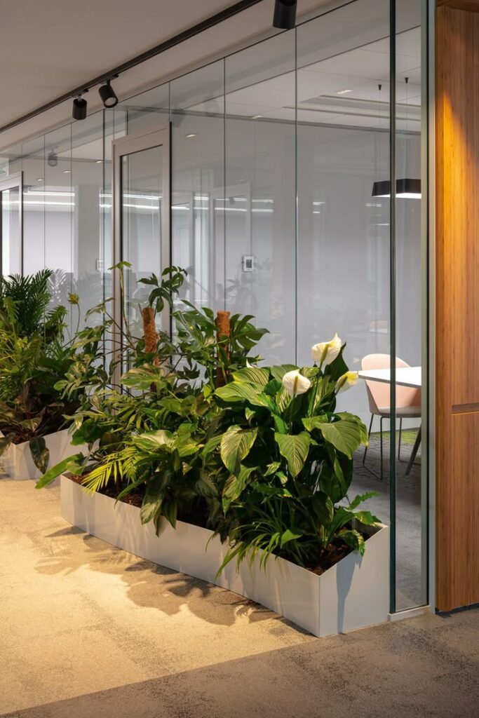 Voorbeeld van interieurbeplanting voor bedrijven geleverd door MVZ Bedrijfsgroen