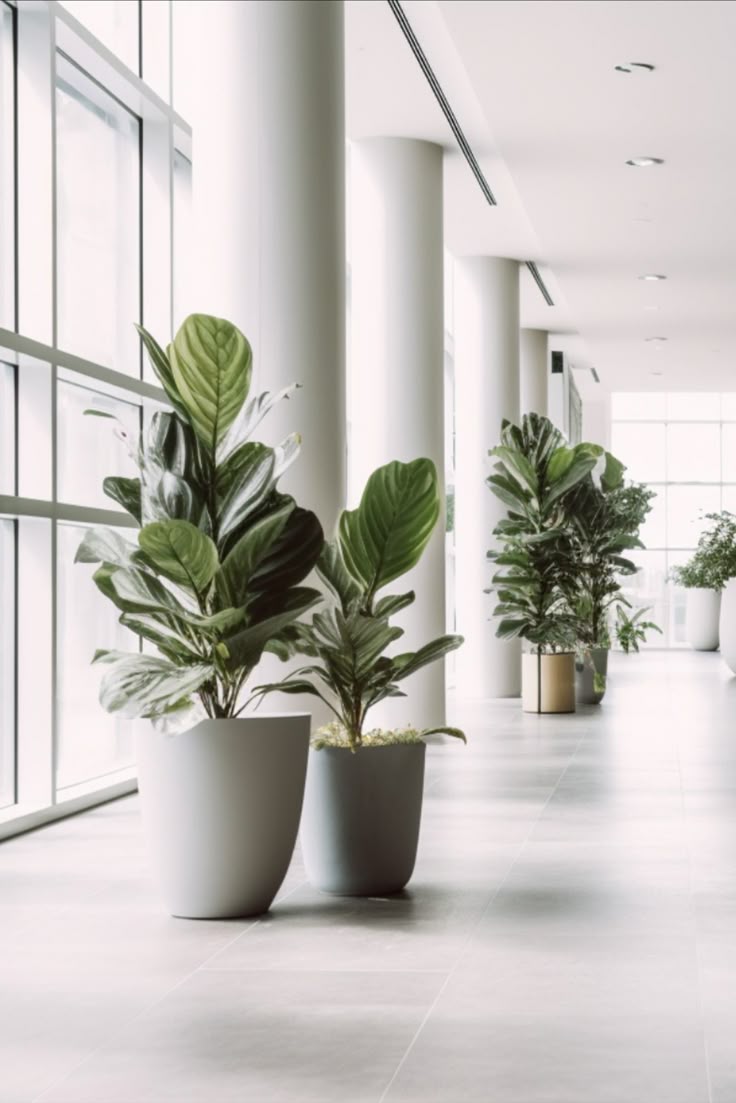 Kantoorbeplanting in Amersfoort MVZ Bedrijfsgroen