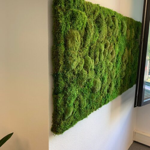 Planten op kantoor voor een professionele uitstraling door MVZ Bedrijfsgroen