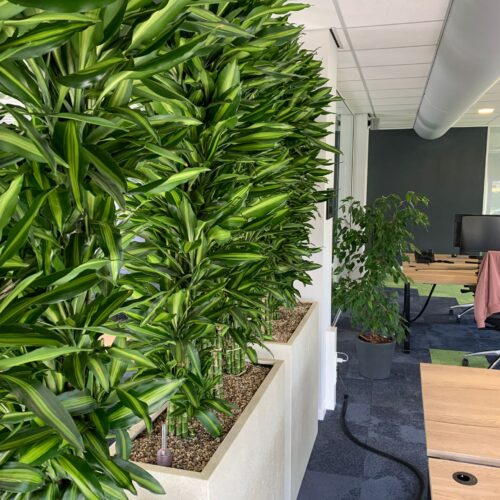 Interieurbeplanting voor kantoor door MVZ Bedrijfsgroen vraag een offerte aan