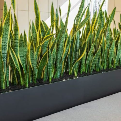 Luchtzuiverende planten in kantoorruimte geleverd door MVZ Bedrijfsgroen